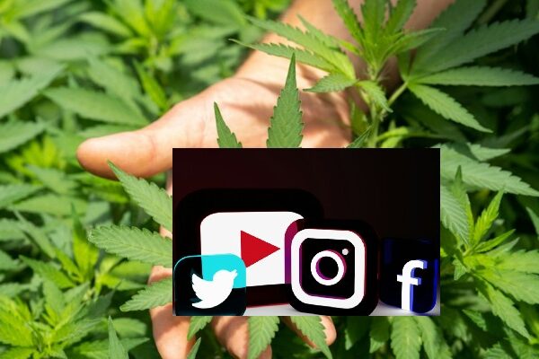 cannabis business social network