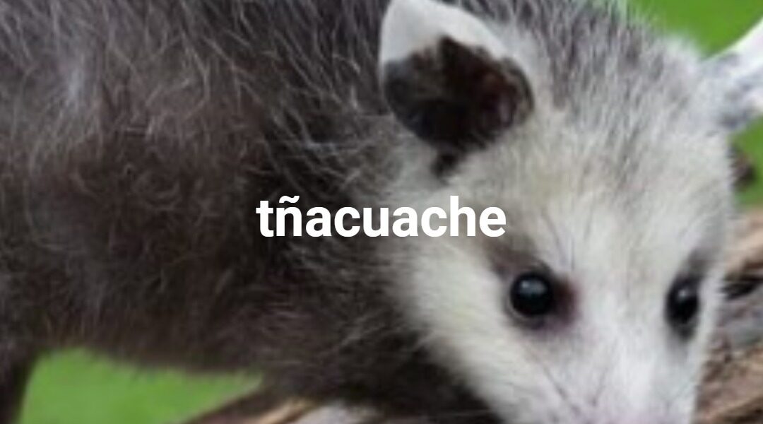 tñacuache