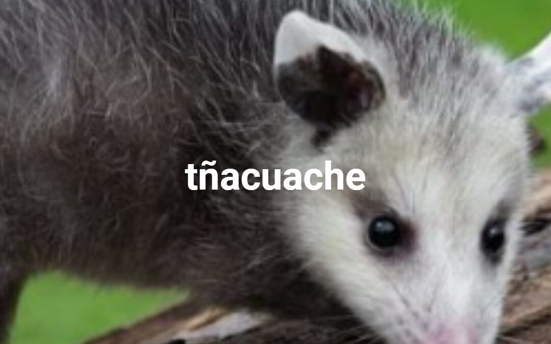 tñacuache