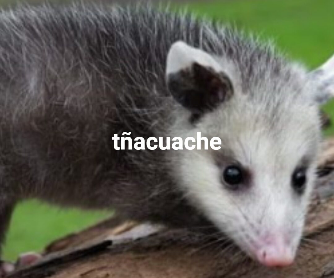 tñacuache