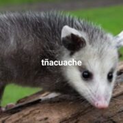 tñacuache