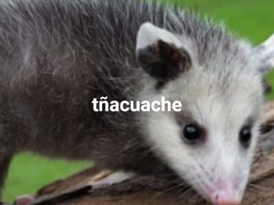 tñacuache