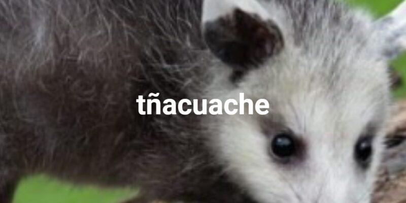 tñacuache