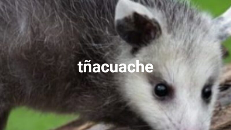 tñacuache