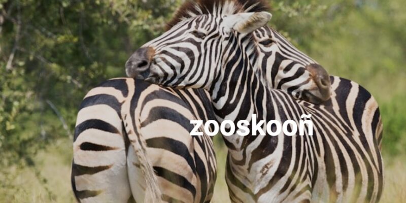 zooskooñ